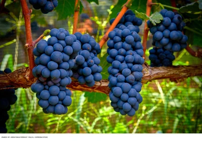 A 60ª Festa da Uva e a 12ª Festa do Vinho de Vinhedo de 02 a 14 de abril de 2024